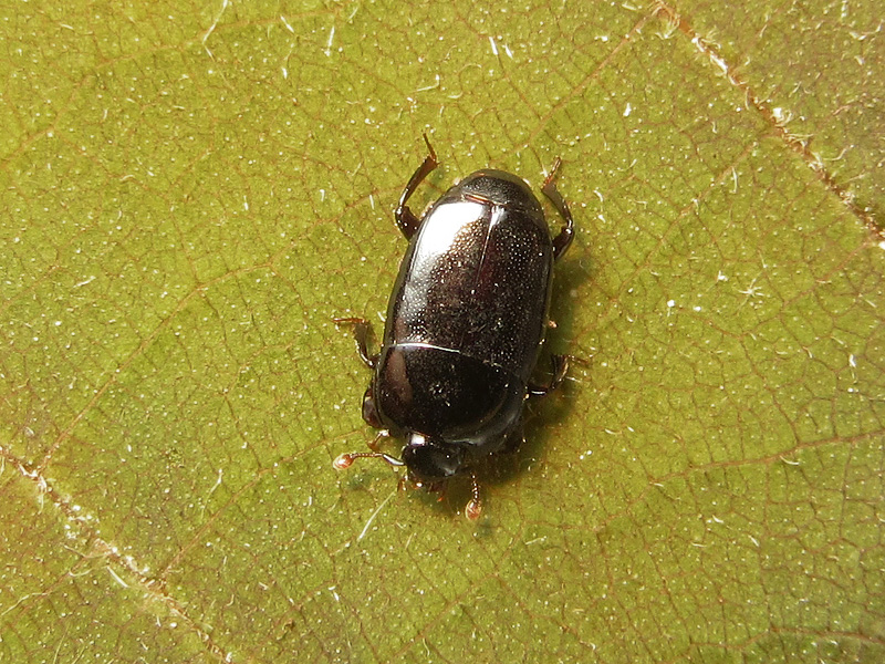 Histeridae:  Platylomalus complanatus